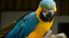 Cum să ai grijă de papagali